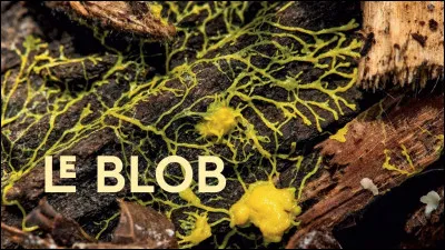 Le blob est :