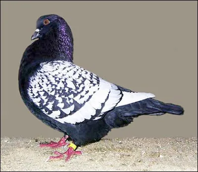 Le lynx est le nom d'une race de pigeon.