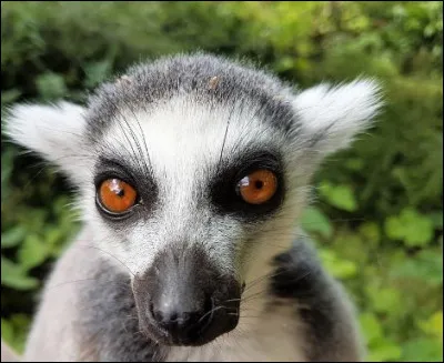 Quel animal est sacré en Inde ?