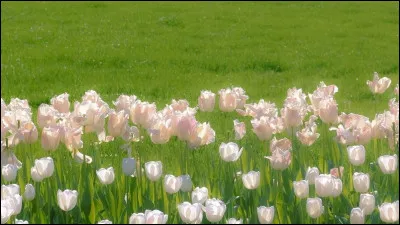 Quelle est ton activité préférée ?