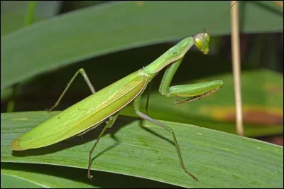 Quelle est la particularit&eacute; de la mante religieuse ?