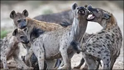 Il termine dévoré par des hyènes dans un célèbre Disney.