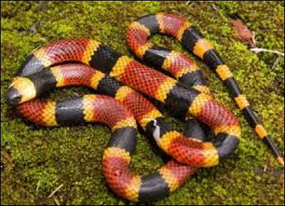 Rampez vers la bonne réponse !