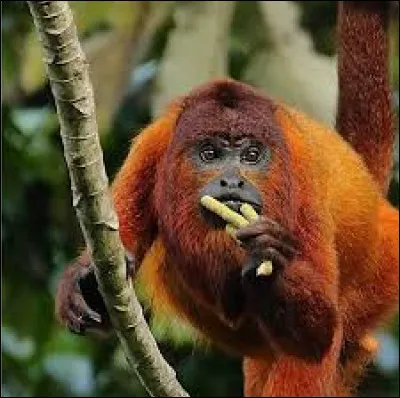 Vous le trouverez en train de sauter darbre en arbre avec lagilité dun gymnaste !