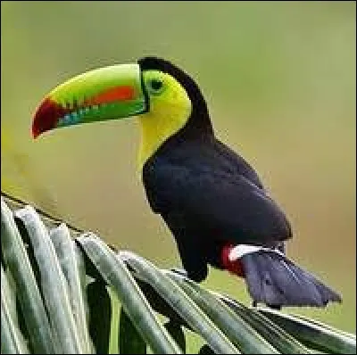 Splendide et très reconnaissable, voici le :