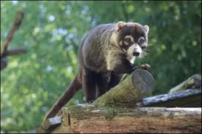 Quel est le nom de cet animal ?