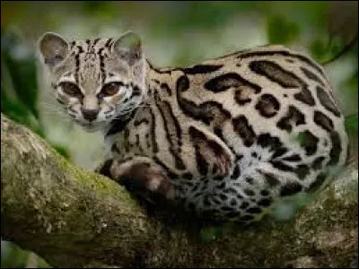 Je vous présente un autre félin, certes, il est un peu moins connu. Trouvez son nom !