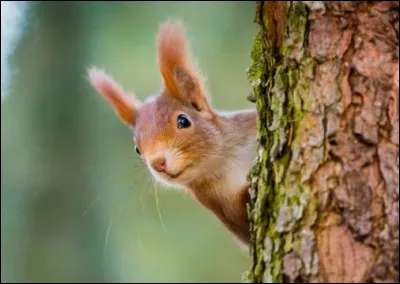 Quelle affirmation correspond à l'automne ?