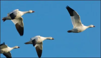 Est-ce en automne que les champignons prolifèrent et que les oiseaux migrateurs partent vers des pays aux températures plus clémentes ?