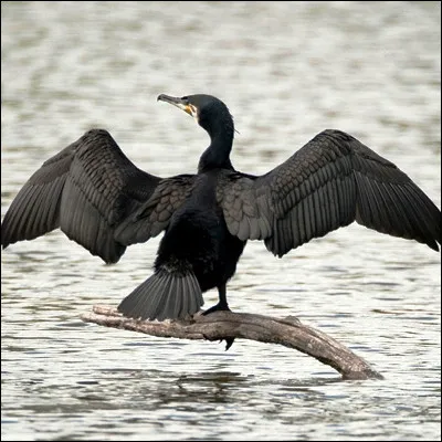 Quel oiseau possède un plumage noir chez le mâle et brun chez la femelle ?