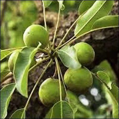 Quel arbre africain porte plusieurs surnoms, dont "lor des femmes" ?