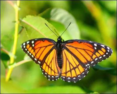 Quel est le nom de ce grand papillon, célèbre pour ses migrations de grande ampleur, surtout au Mexique ?
