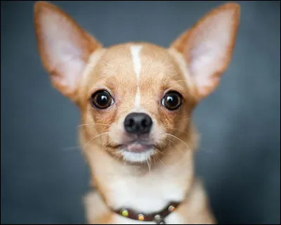 Quel est ce chien originaire du Mexique ?