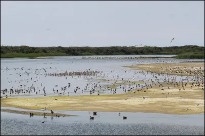 Quel est ce parc ornithologique situé en bordure nord de la baie de Somme ?