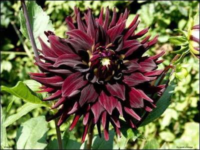 Quel est le nom de cette jolie fleur ?