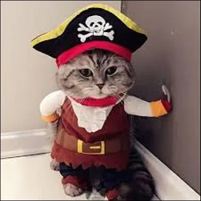 Ce chat a piqué le rôle de Johnny Depp. Cochez le film !