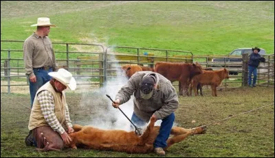 Dans quel film avec Robert Redford assite-t-on au marquage du bétail dans son ranch ?