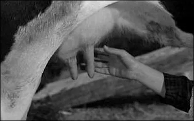 Ce film de 1961 fut censuré en Espagne sous Franco car les pis de la vache étaient un symbole pour la censure. De quel film s'agit-il ?