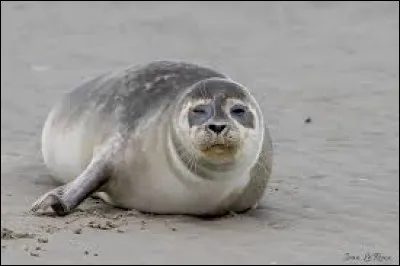 Quel mammifère carnivore, qui peut mesurer jusqu'à 2 mètres et peser 170 kilos, peut -on observer dans la baie de Somme ?