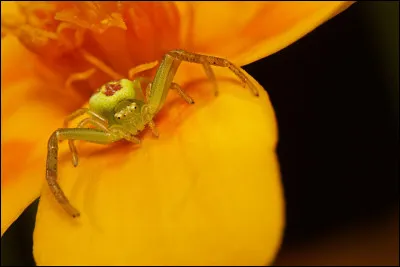 Complétez ce proverbe : "araignée du matin, chagrin / araignée du midi, souci / araignée du soir...".