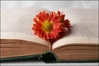 Ce film est une adaptation du roman éponyme publié en 1936 et écrit par l'auteur du roman "Le Lion" :