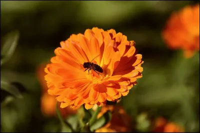 Quel est l'autre nom du souci officinal, connu pour ses propriétés apaisantes ?