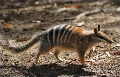 Quels sont les 2 animaux les plus emblématiques de l'Australie ?