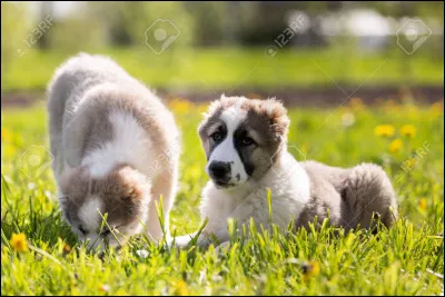 Combien y a-t-il de races de chiens ?