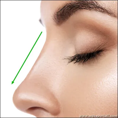 Comment dit-on le "nez" en anglais ?