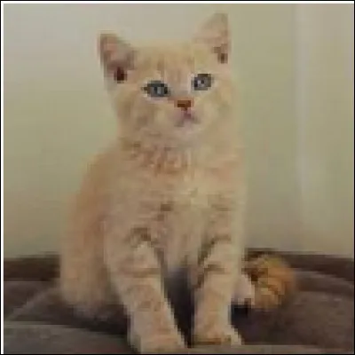 Tu as une apprentie, Nuage de Rosée, et tu penses qu'elle est prête à avoir son nom de guerrière. D'ailleurs, lequel ?