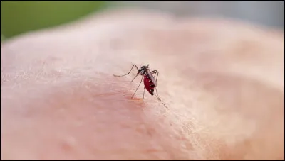 Le moustique est l'animal le plus meurtrier au monde.