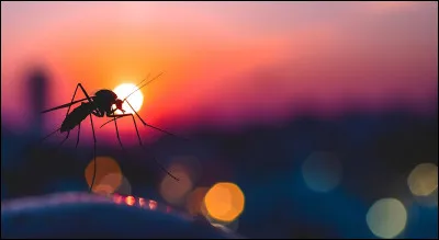 Lequel des deux pique ?