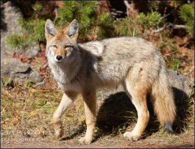 Quel célèbre parc national s'étend sur le Wyoming, le Montana et l'Idaho et abrite des coyotes, des ours noirs, des wapitis ?