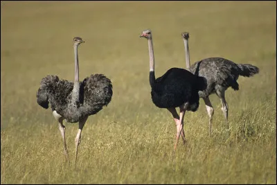 Quels sont ces animaux ?