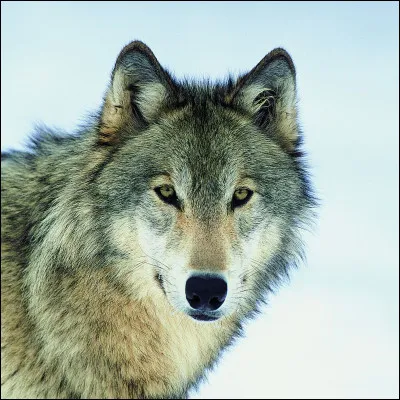 Quel est cet animal ?