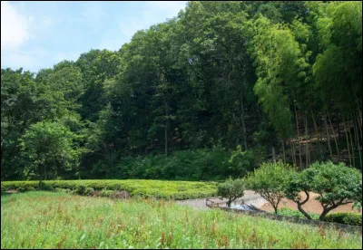 Les collines verdoyantes et les forêts aux arbres dansants de Sayama Hills, au Japon, ont inspiré un film très connu des studios Ghibli. Lequel ?