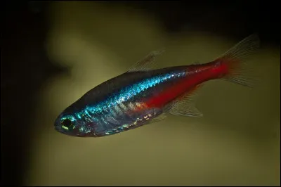 Tube de pharmacie, c'est le...