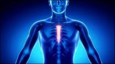 La cage thoracique humaine est constitu&eacute;e de combien de paires de c&ocirc;tes ?