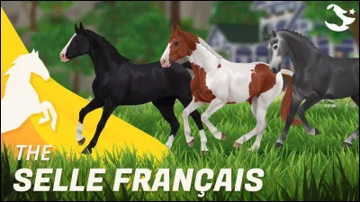 Quel est le nom de cette selle ?