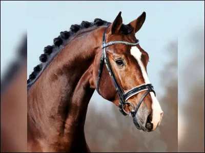 Quelle est cette race ?