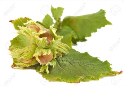 Quelle est cette feuille dangereuse pour les chevaux ?