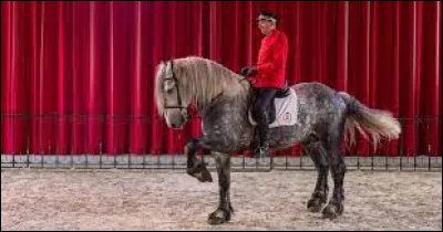 De quelle race est ce cheval ?