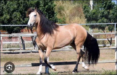Quelle est la robe de ce cheval ?