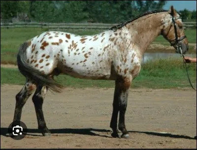 Quelle est la robe de ce cheval ?