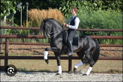 Quelle est cette figure de dressage ?
