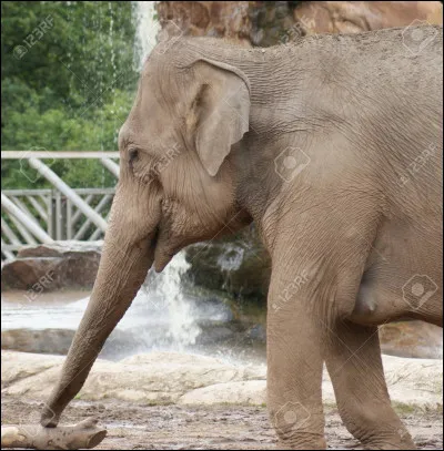 Voici un éléphant d'Afrique.