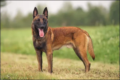 Voici un malinois.