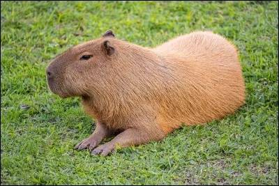 Voici un capybara.
