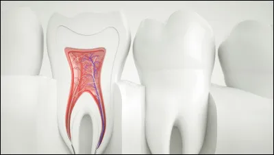 Quelle substance molle située dans la dent, est le siège des nerfs et des vaisseaux sanguins ?