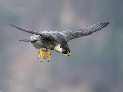 Voici un faucon pèlerin.